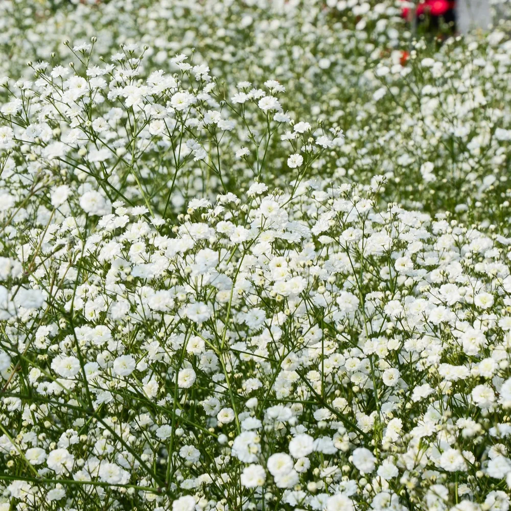 3 Gypsophiles blanche Gypsophila paniculata