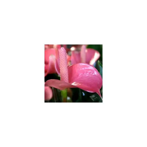 Anthurium royal champion - Ø 14 cm H 50 cm