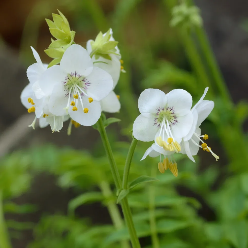 Valériane grecque blanche Polemonium caeruleum Album