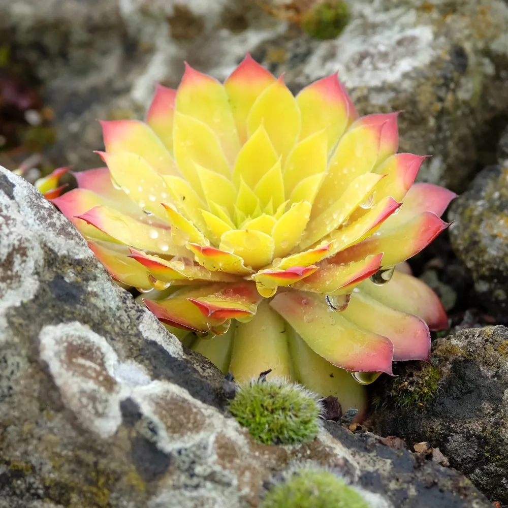 Joubarbe Chick Charms® Gold Nugget - Sempervivum Sempervivum Chick Charms® Gold Nugget
