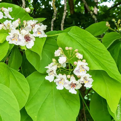 Catalpa commun botanic® vert. Le pot de 10 litres