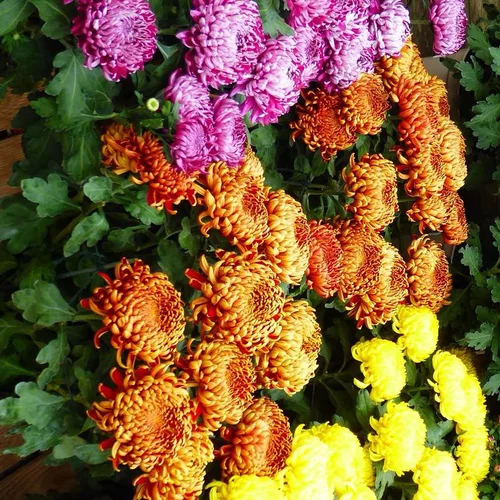 Chrysanthème dirigé unifleur à grandes fleurs doubles multicolores - Le pot de 4 litres