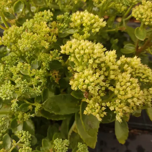 Sédum ‘Lemonjade’ - Le pot de 2 litres