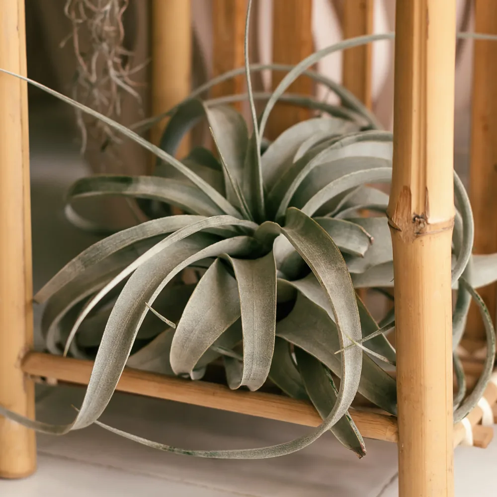 Tillandsia xerographica Tillandsia xerographica