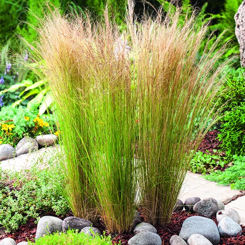 Cheveux-d'Ange vert botanic®. Le pot de 2 litres