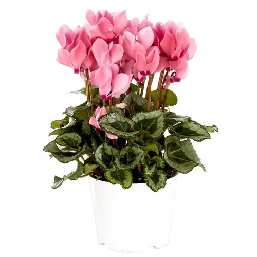 Mini cyclamen decora® - Le pot de diamètre 10,5 cm