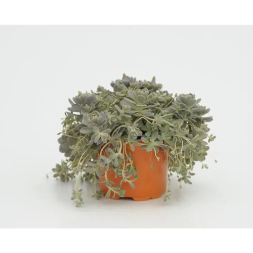 Bonnet de fou chinois - Le pot diam 12 cm