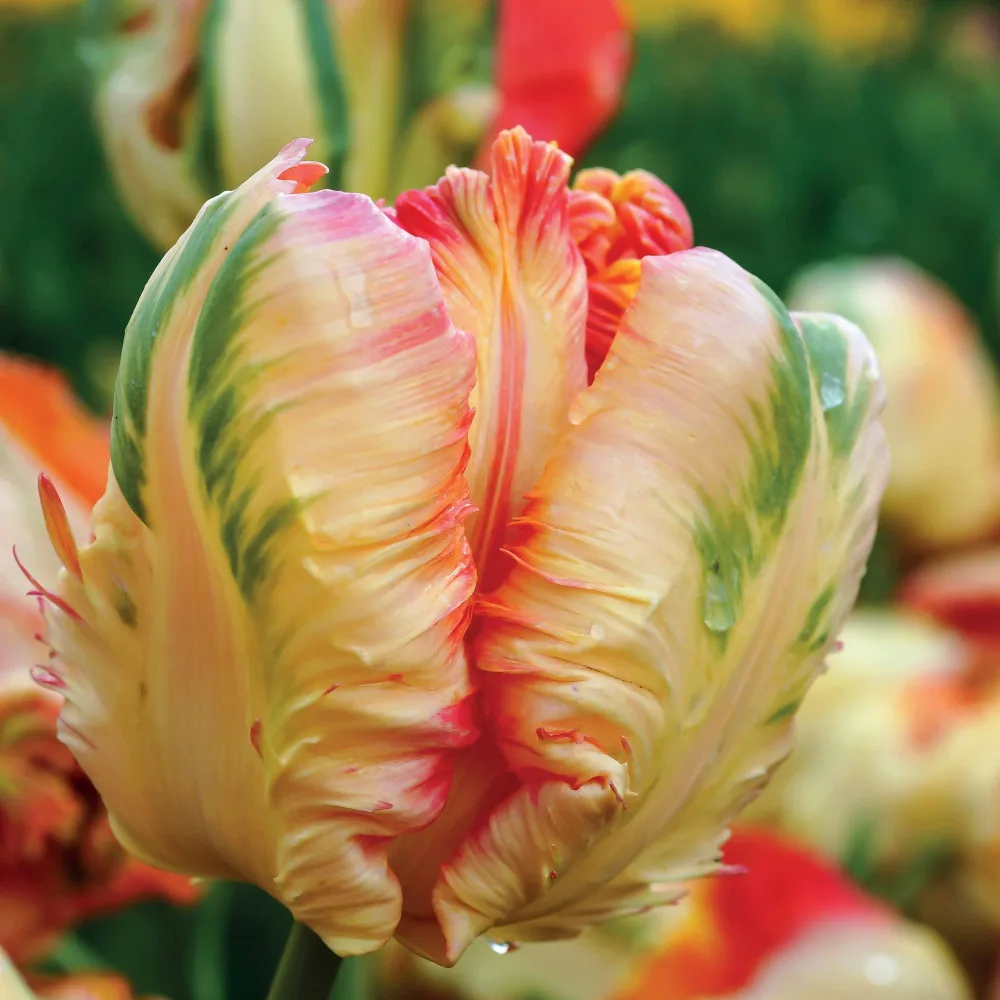 10 Tulipes perroquet Apricot Parrot Tulipa apricot parrot