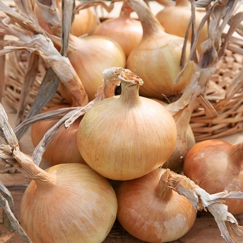 Oignon Rijnsburger 5 Allium cepa rijnsburger 5