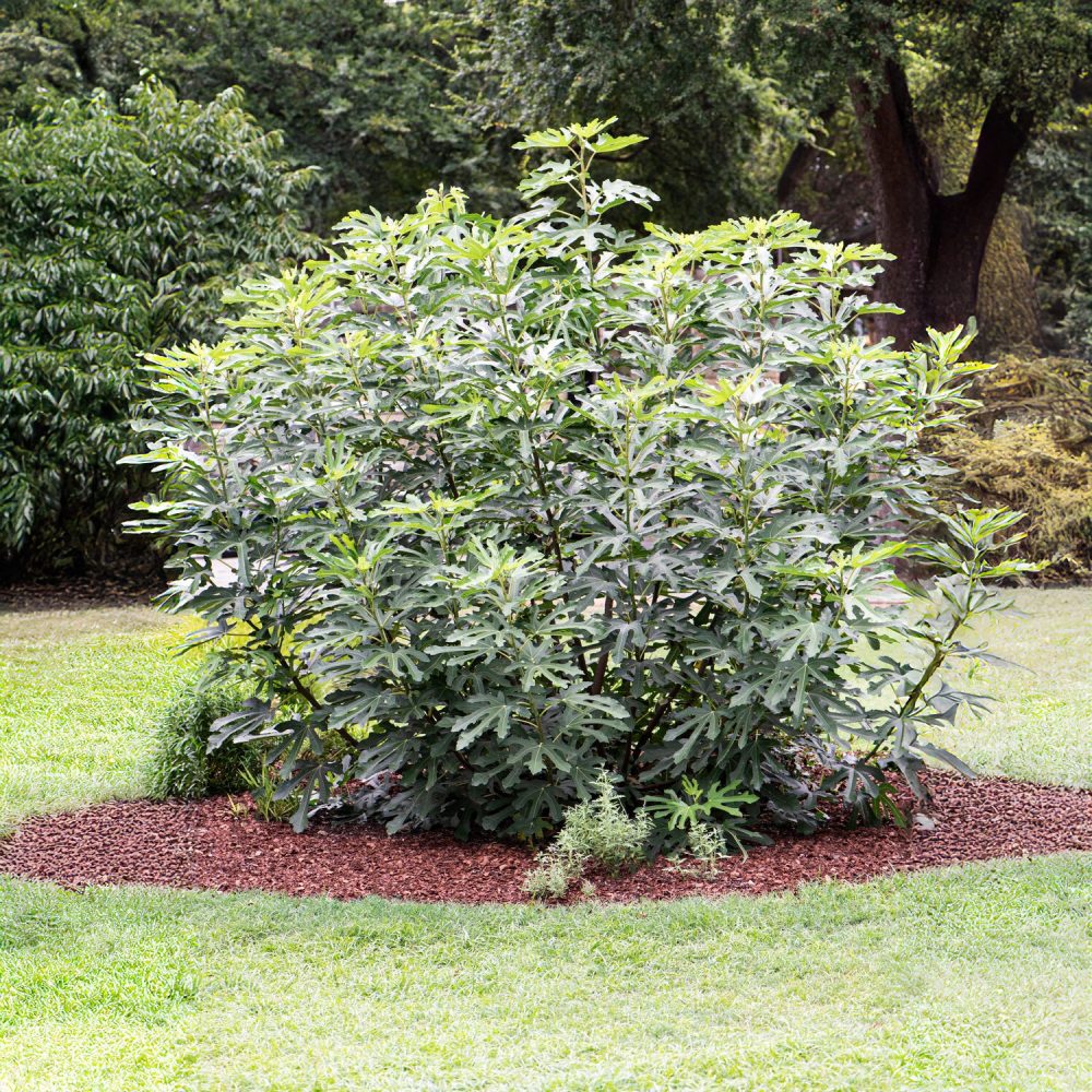 Figuier nain Little Miss Figgy® Ficus carica Little Miss Figgy®