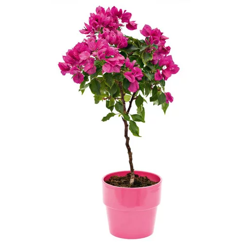 Bougainvillée Véra Tige - Avec cache pot