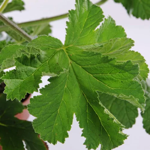 Geranium Odorant - Le pot de 10.5 cm