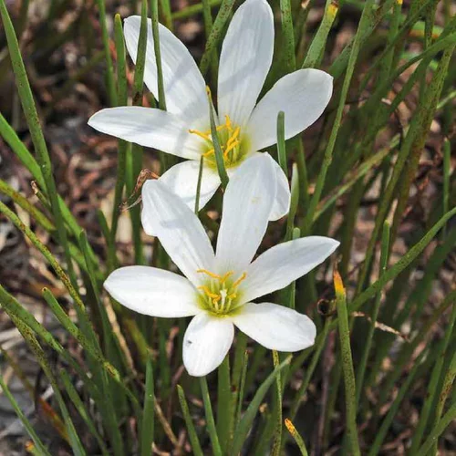 Crocus du Brésil godet 9x9 cm