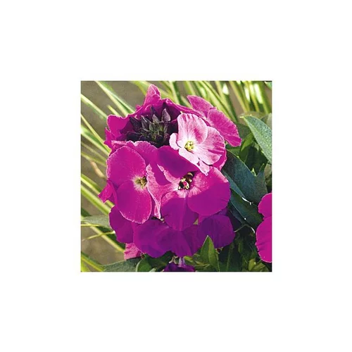 Erysimum Winter Joy - Le pot de 1 litre