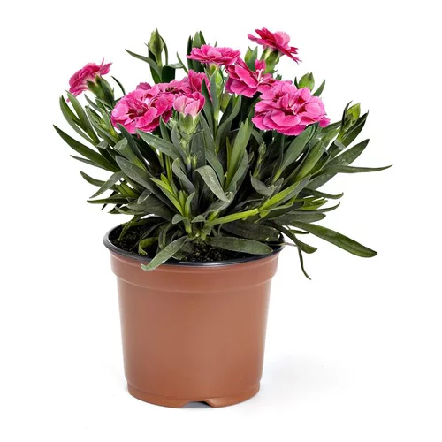 Oeillet Telnelken - Le pot de 10.5 cm