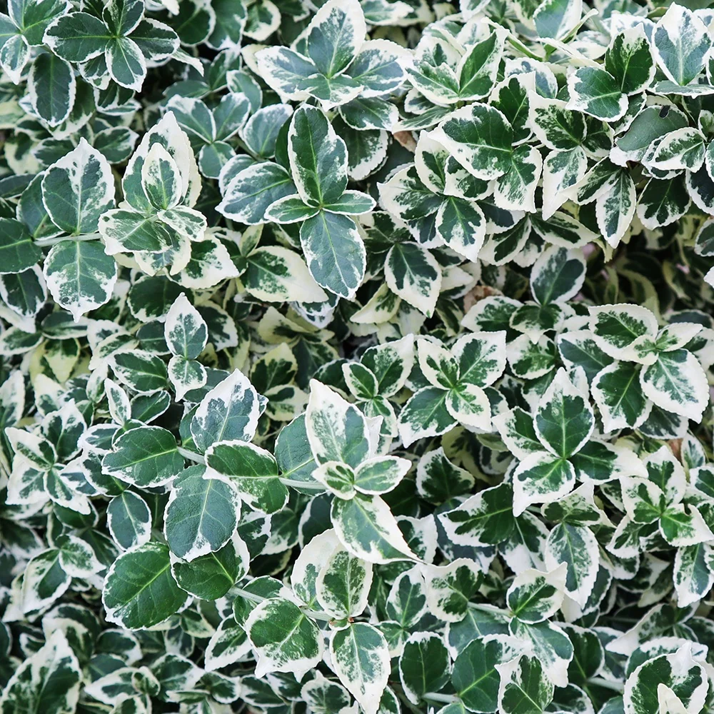 Fusain persistant Emerald Gaiety Euonymus fortunei emerald gaiety