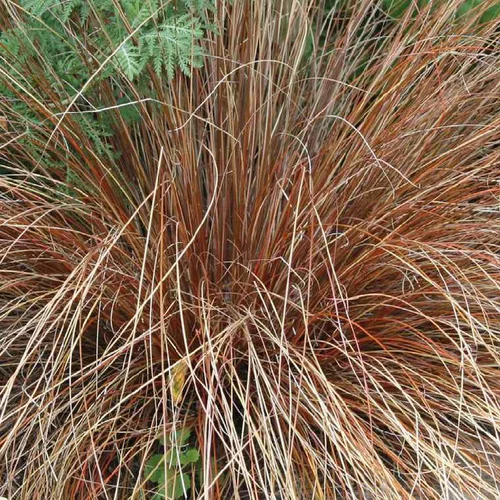 Carex Testacea - Le pot de 9 x 9 cm