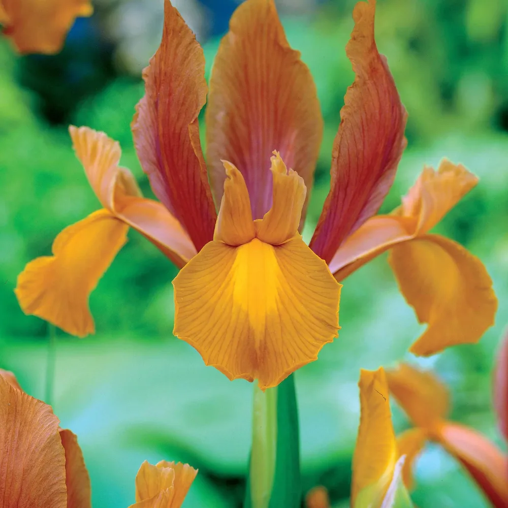 20 Iris de Hollande Princesse d'automne Iris hollandica autumn princess