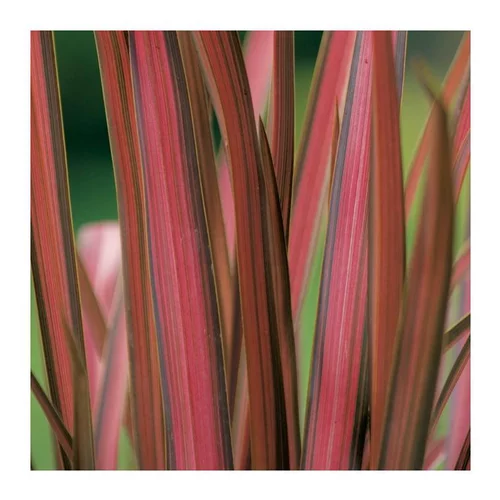 Phormium Cookianum Evening Glow - Pot 4 L