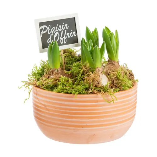 Jacinthe x 5 pot en terre lignes blanches - Ø 17 cm