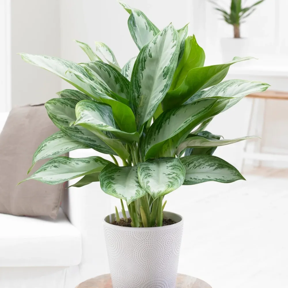 Aglaonema Silver Bay Aglaonema silver bay
