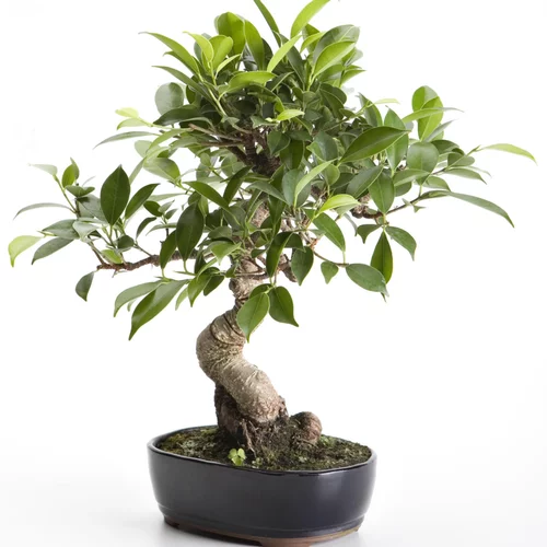 Bonsaï rempoté varié botanic® mix taille 1