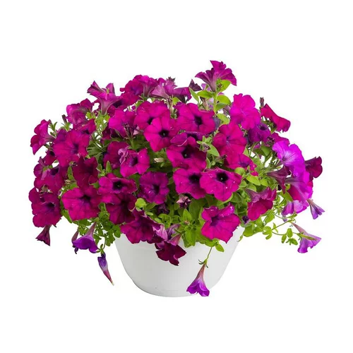 Pétunia retombant - La coupe de 25 cm