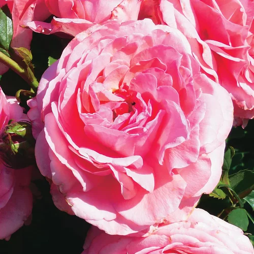 Rosier Princesse Gabriella de Monaco ®. Le pot de 3 litres