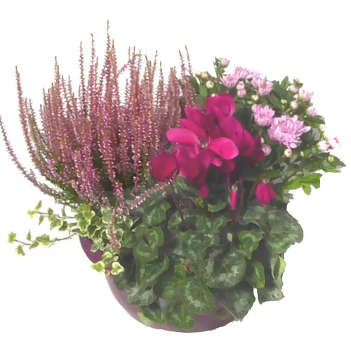 Composition d'extérieur mélange violet rose - La coupe de 30 cm