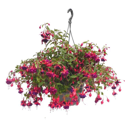 Fuchsia retombant - La suspension diam 27 cm