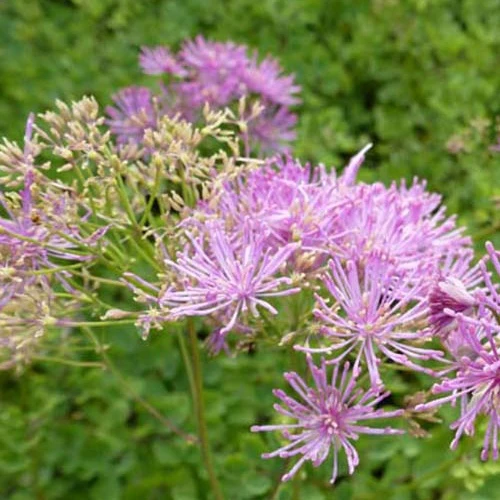 Pigamon à feuilles d'ancolie Thundercloud Thalictrum aquilegifolium thundercloud