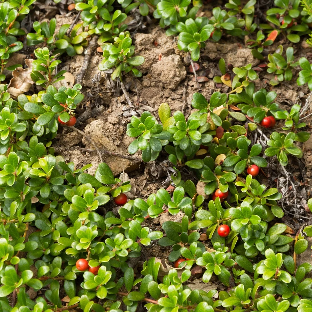 Raisin d'ours Arctostaphylos uva-ursi