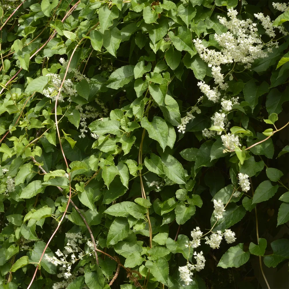 Renouée d'Aubert - Fallopia Fallopia aubertii
