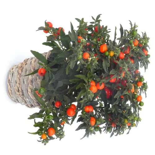 Pommier d'amour - Le panier déco
