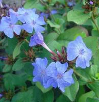 Ceratostigma (Dentelaire ou Plumbago de Chine) à fleurs bleues - Le pot de 0,5 litre