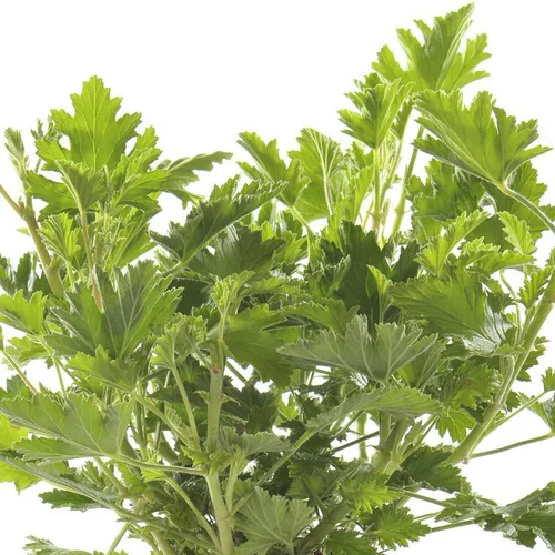 Geranium Anti Moustique - La jardinière de 50 cm