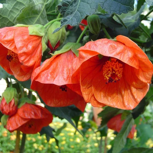 Abutilon - Le pot de 2 litres