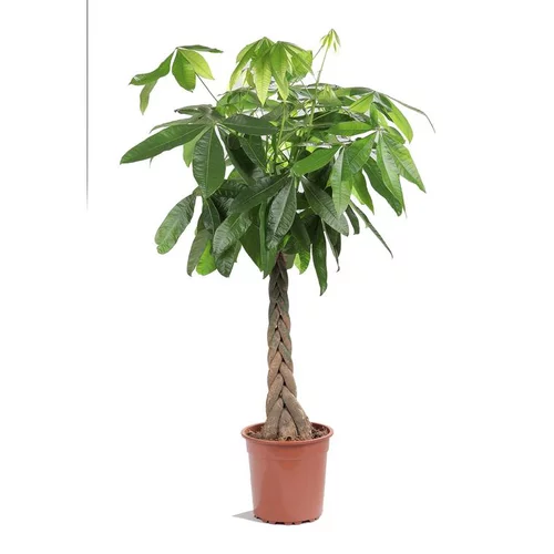 Pachira ou Châtaignier de Guyane Ø31 cm/ H185 cm