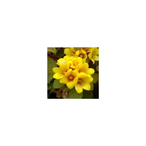 Lysimachia - Le pack de 6 plants