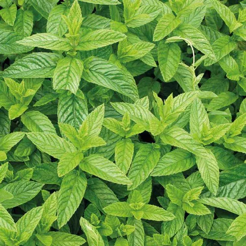 Boisson D'Été Menthe Mojito Bio. Le pot de 1 litre
