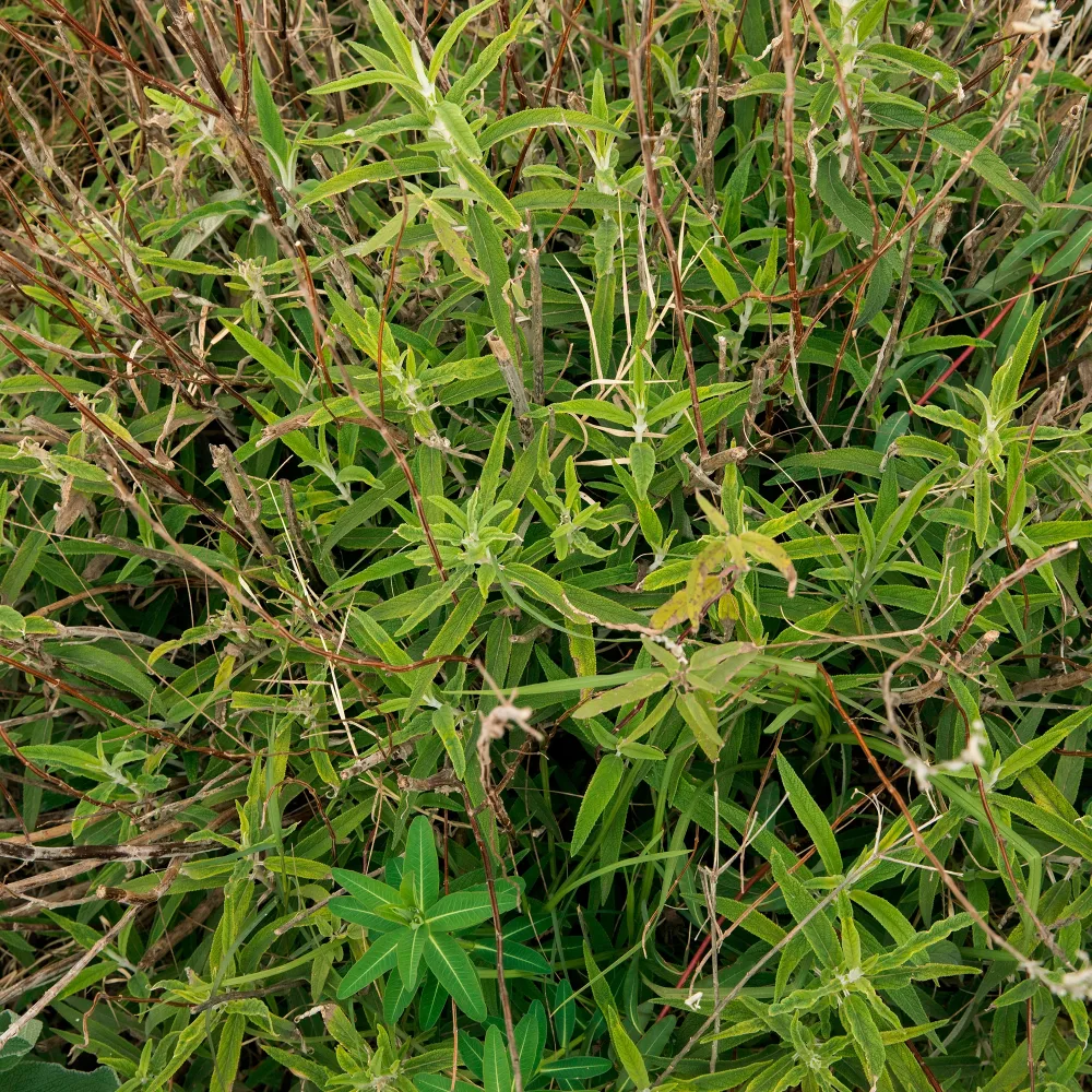Euphorbe de Sicile Euphorbia ceratocarpa