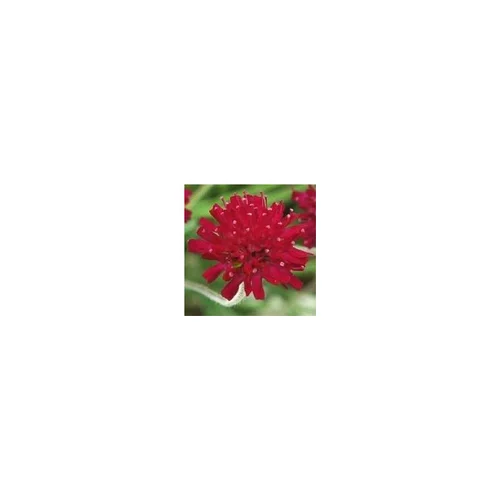 Knautia - Le pot de 1 litre