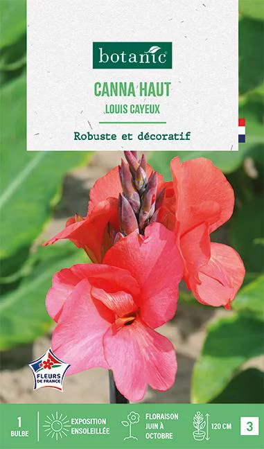 Bulbe de fleurs Canna Louis Cayeux botanic® - 1 bulbe