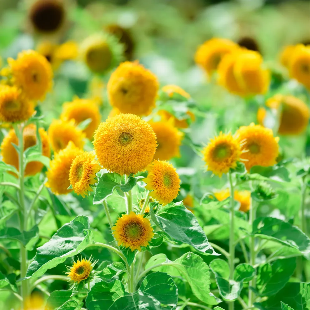 Tournesol à fleur double naine Teddy Bear Helianthus annuus teddy bear