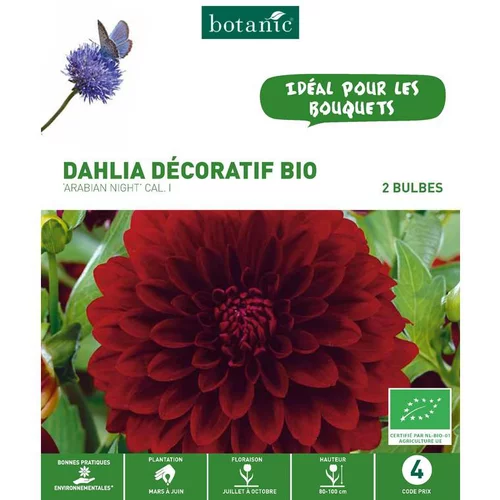 Dahlia décoratif Arabian Night bio rouge botanic® - 2 bulbes