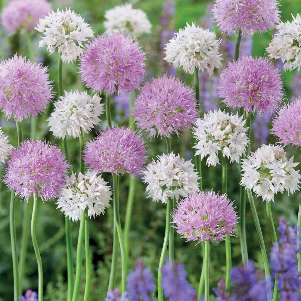 10 Alliums Rosy Dream Allium carolinianum rosy dream