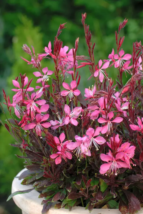 Gaura rose - Le pot de 2 litres