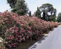 Laurier rose (Nerium Oleander) 125/150. Le pot de 35 litres