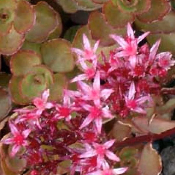 6 x Orpin spurium 'Schorbuser Blut' – Sedum spurium 'Schorbuser Blut' | godet 9cm x 9cm