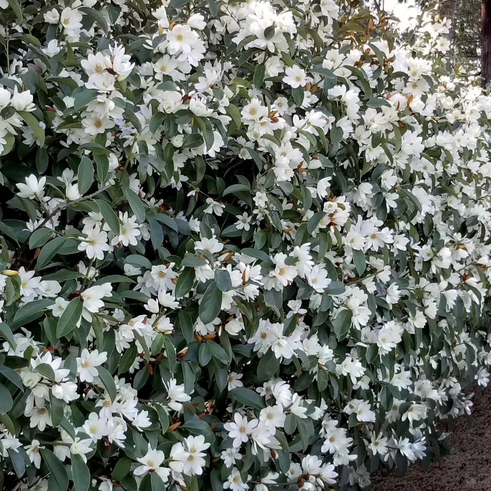 Magnolia Fairy White - Michelia hybride Magnolia fairy white - michelia hybride